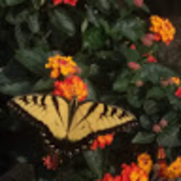 Meet your Posher, Laurie - Picture 1 of 1